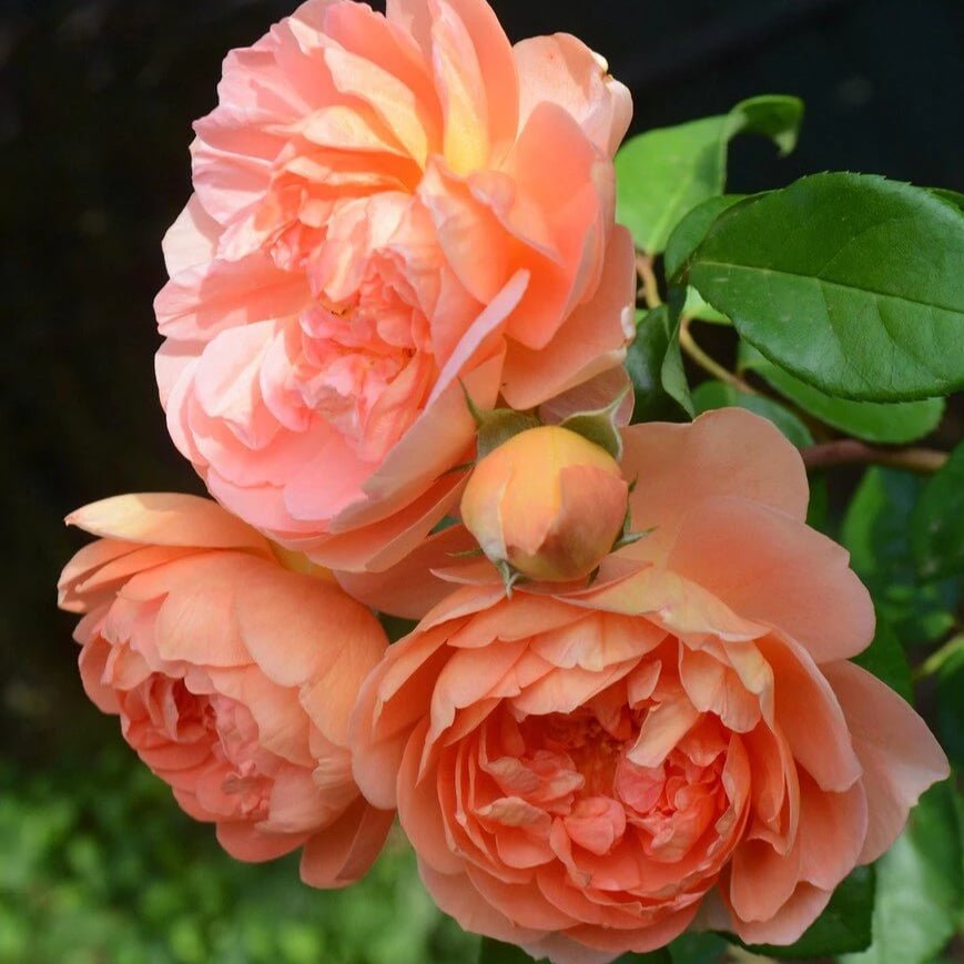 PAT AUSTIN Trandafir floribunda