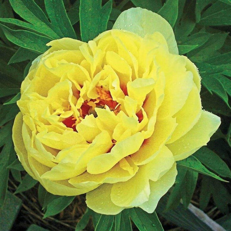 Paeonia itoh : BARTZELLA Perene Superbe