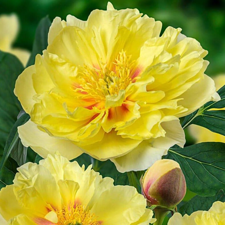 Paeonia itoh : BARTZELLA Perene Superbe