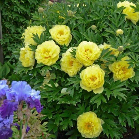 Paeonia itoh : BARTZELLA Perene Superbe