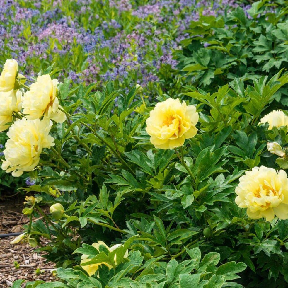 Paeonia itoh : BARTZELLA Perene Superbe