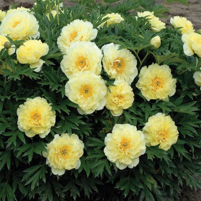 Paeonia itoh : BARTZELLA Perene Superbe