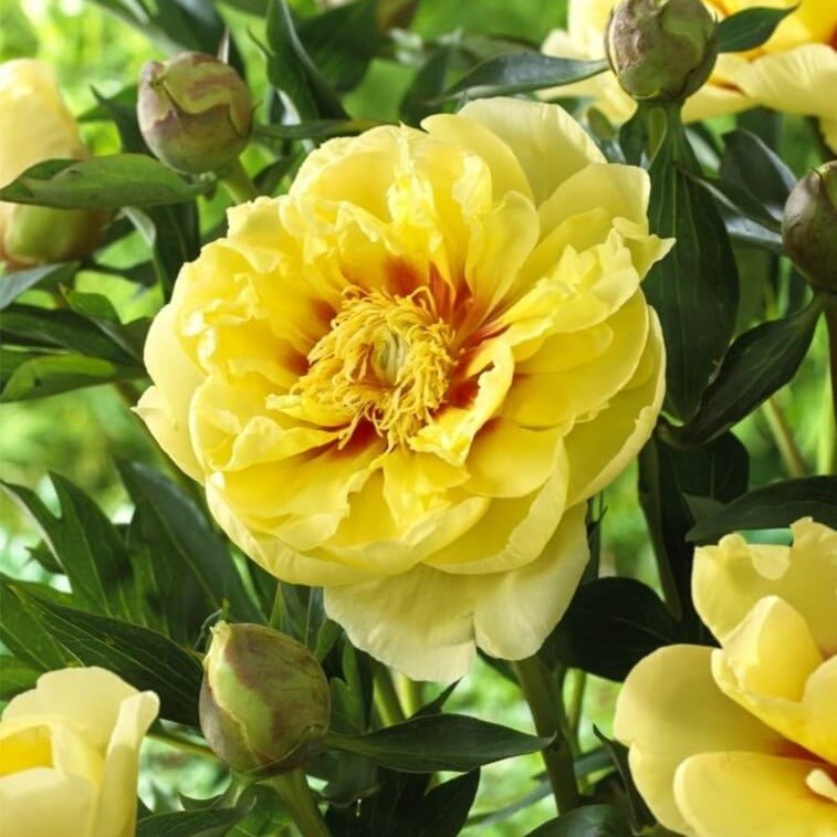 Paeonia itoh : BARTZELLA Perene Superbe