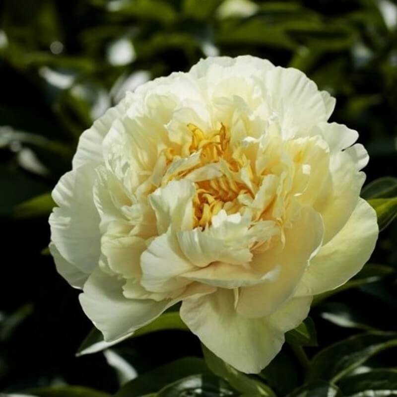 Paeonia : SUNNY GIRL