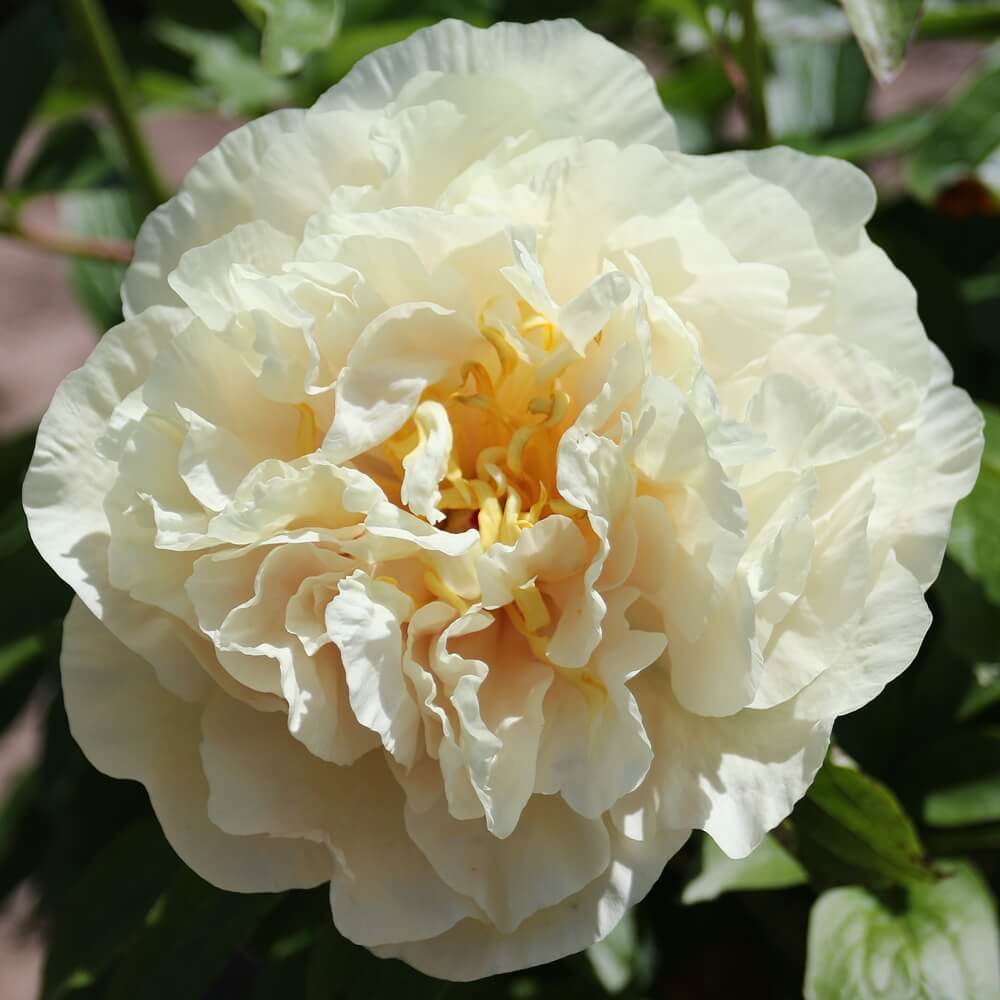 Paeonia : SUNNY GIRL
