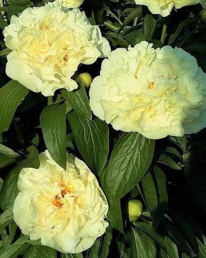 Paeonia : SUNNY GIRL Jardina.eu