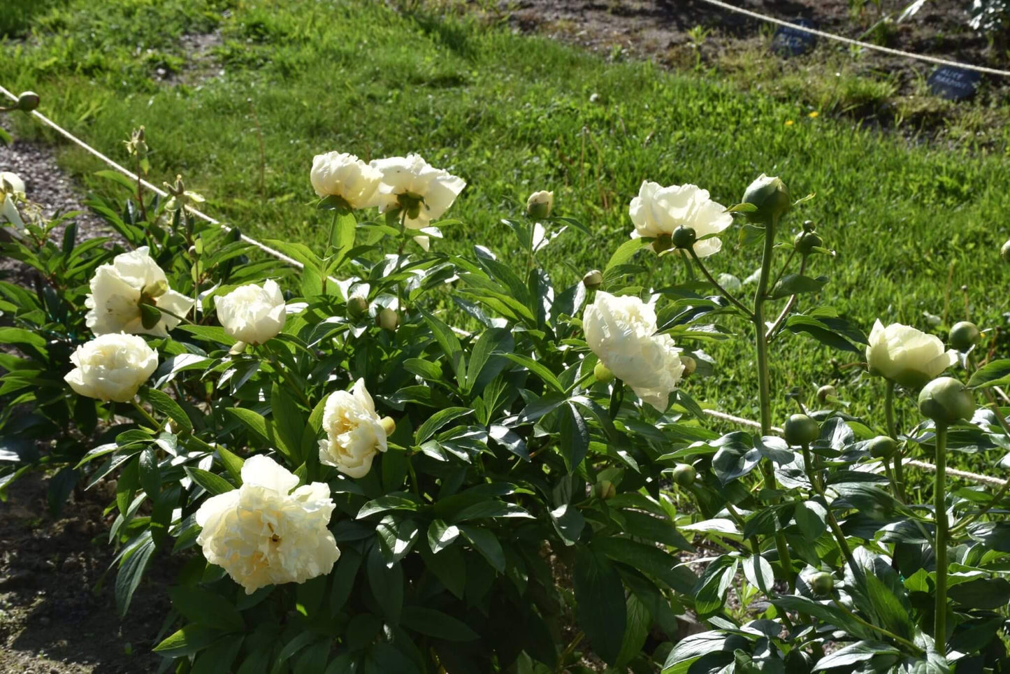 Paeonia : SUNNY GIRL Jardina.eu