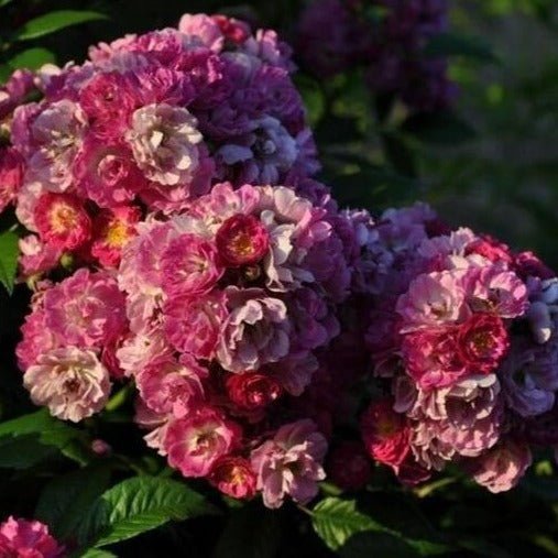 PERENNIAL BLUE Trandafir urcator