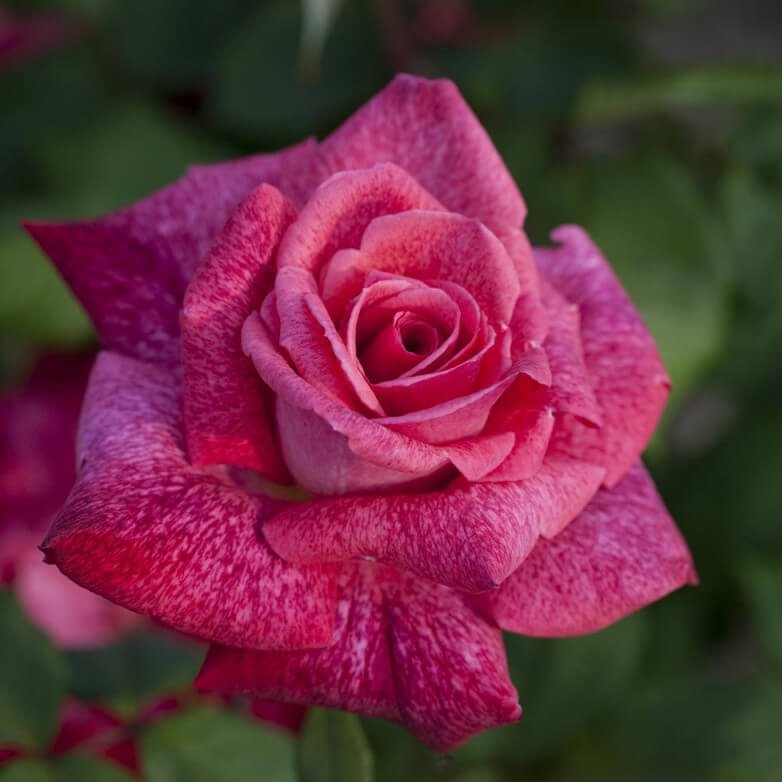 PIERRE CARDIN Trandafir teahibrid