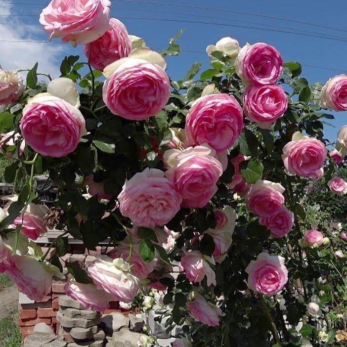 PIERRE DE RONSARD ( EDEN ROSE ) Trandafir urcator