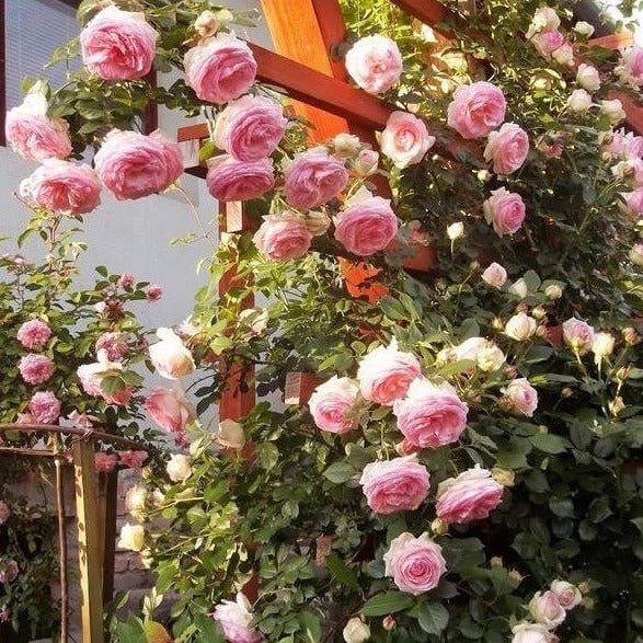 PIERRE DE RONSARD ( EDEN ROSE ) Trandafir urcator