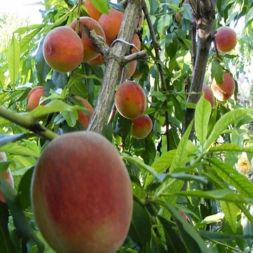 Piersic BABY GOLD Piersic de anul 2 - coroana proiectata