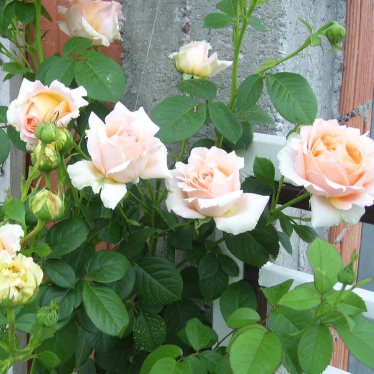 POLKA Trandafir urcator