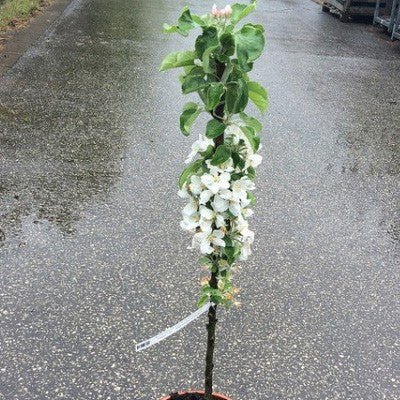 Mar Columnar POLKA Mar de anul 2 - tip varga