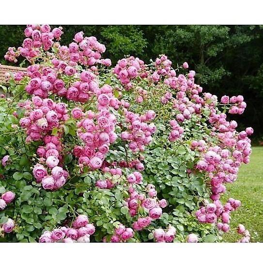 POMPONELLA Trandafir floribunda