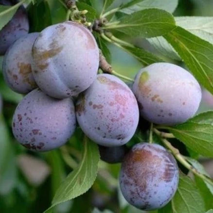 Prun ANNA SPATH Prun de anul 2 - tip varga