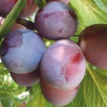 Prun SILVIA Prun de anul 2 - coroana proiectata