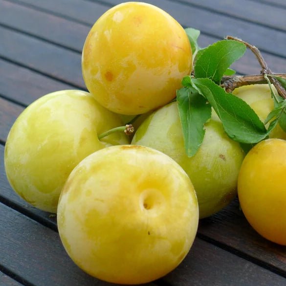 Prun SORISO DI PRIMAVERA Prun de anul 2 - coroana proiectata