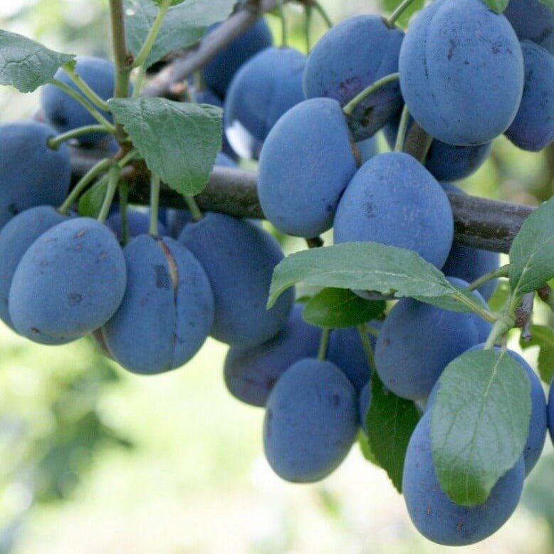 Prun TOP FIVE Prun de anul 2 - coroana proiectata