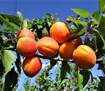 Cais REALE D'IMOLA Cais de anul 2 - coroana proiectata