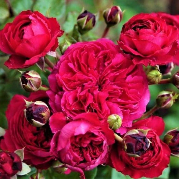 RED LEONARDO DA VINCI Trandafir floribunda