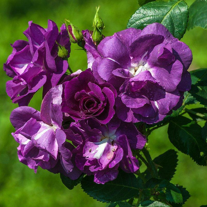 RHAPSODY IN BLUE Trandafir floribunda