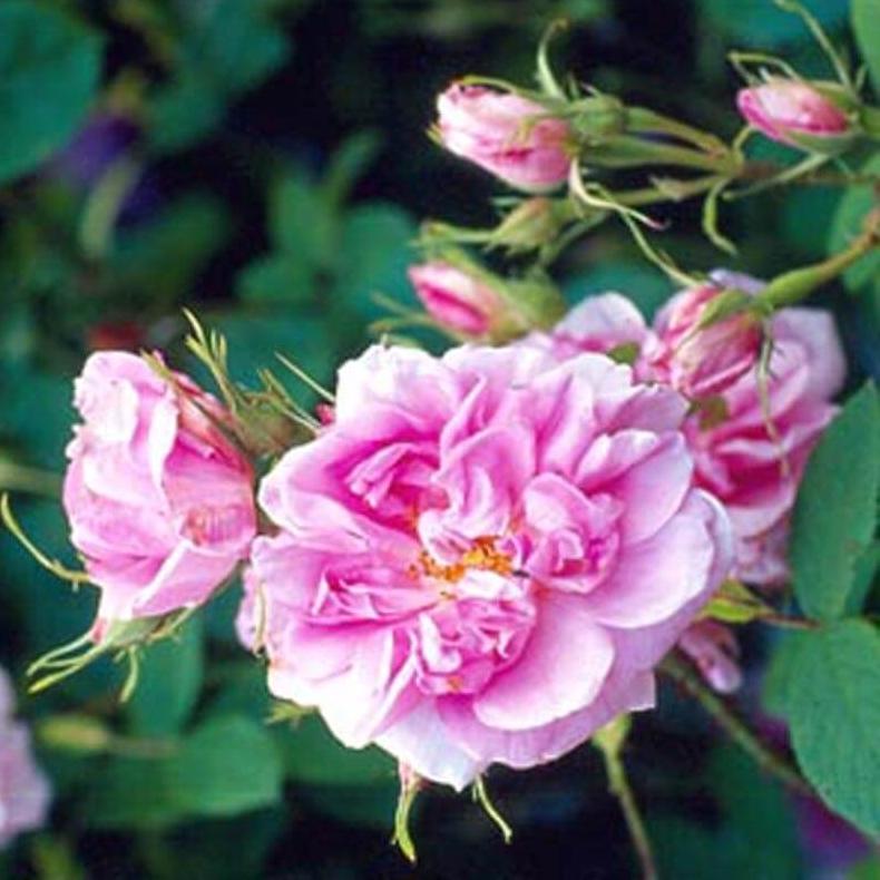 ROSA DAMASCENA TRIGINTIPETALA Trandafir floribunda