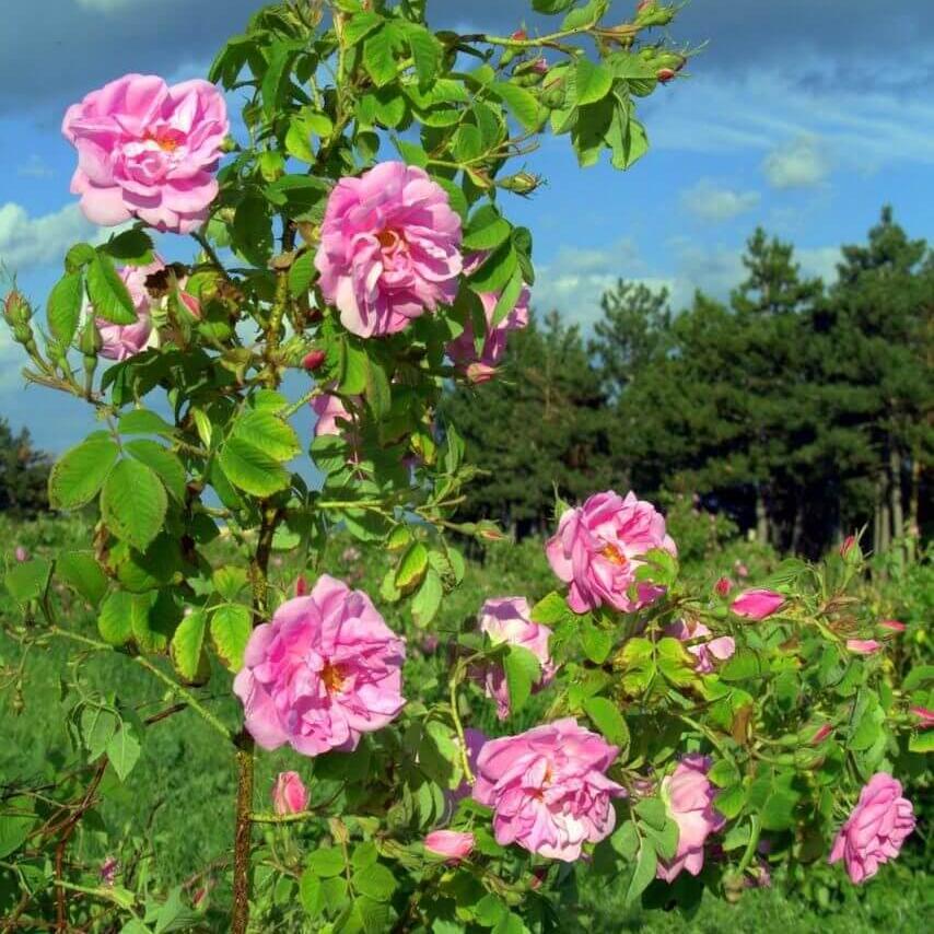 ROSA DAMASCENA TRIGINTIPETALA Trandafir floribunda