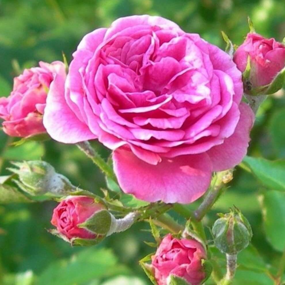 ROSA DAMASCENA TRIGINTIPETALA Trandafir floribunda