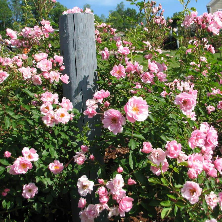 ROSA DAMASCENA TRIGINTIPETALA Trandafir floribunda