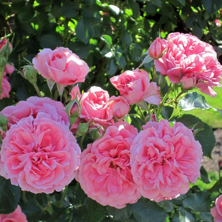 ROSARIUM UETERSEN Trandafir urcator