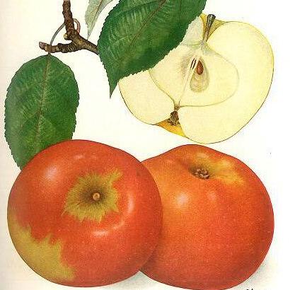 Mar ROSU DE STETTIN Mar de anul 2 - coroana formata