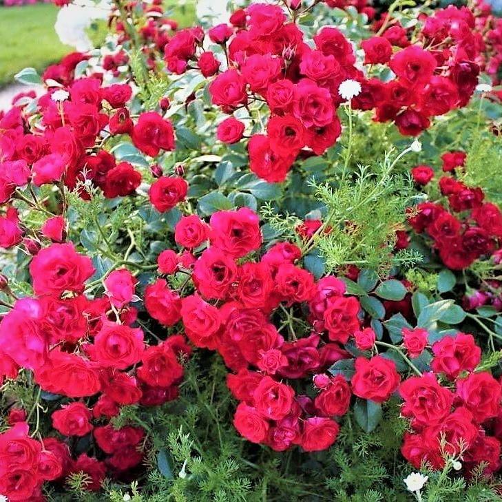 SCARLET HIT Trandafir floribunda