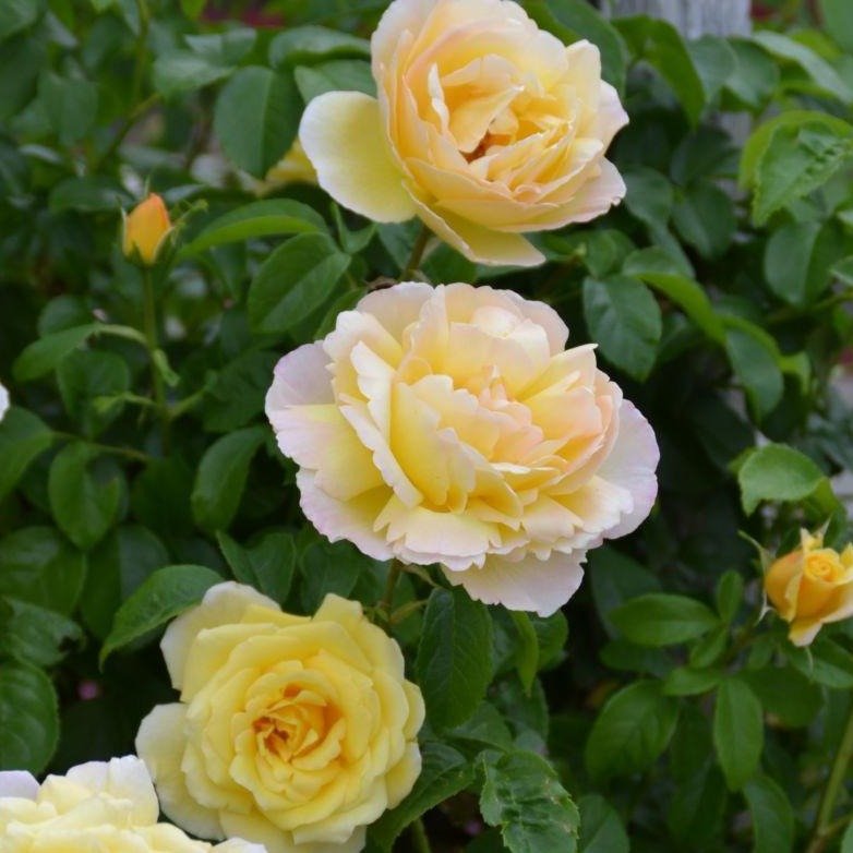 SOLEIL VERTICAL Trandafir urcator