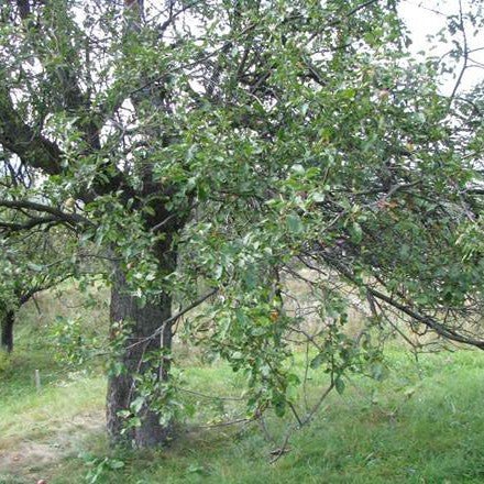 Mar SOVARI NOBIL Mar de anul 2 - coroana proiectata