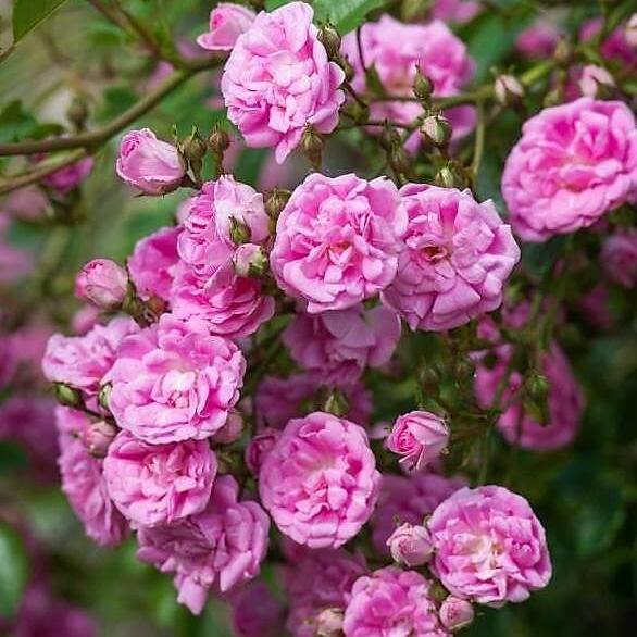 SUPER DOROTHY Trandafir urcator