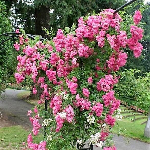 TOP CLIMBING ROSES FOR YOUR GARDEN