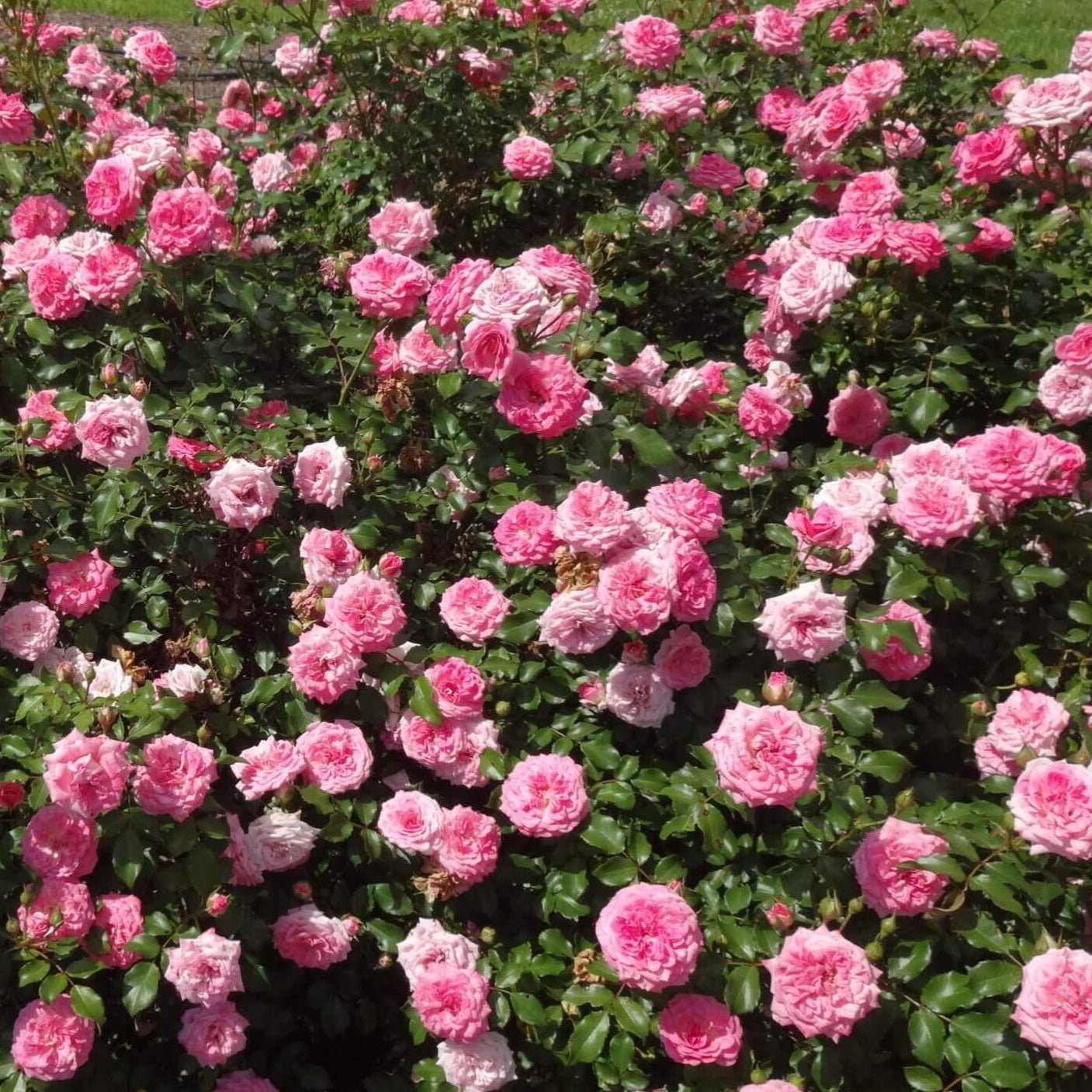 SWEET DRIFT Trandafir floribunda