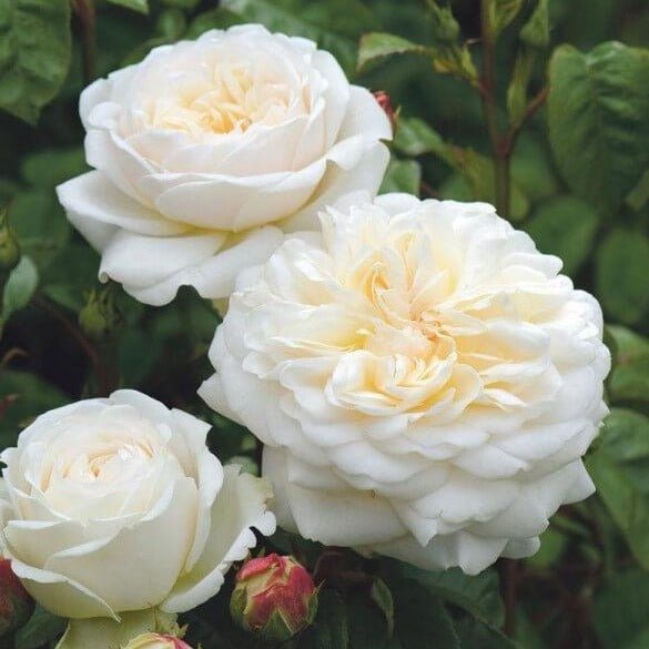 TRANQUILITY Trandafir floribunda
