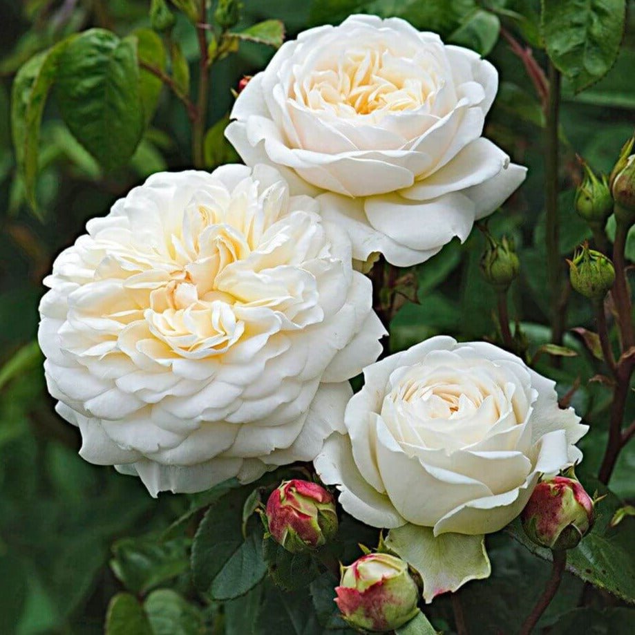 TRANQUILITY Trandafir floribunda
