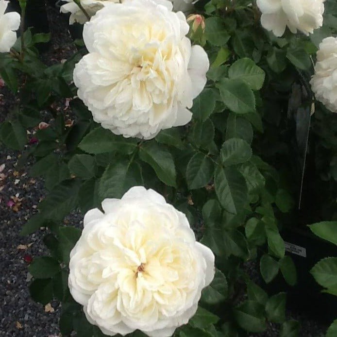 TRANQUILITY Trandafir floribunda