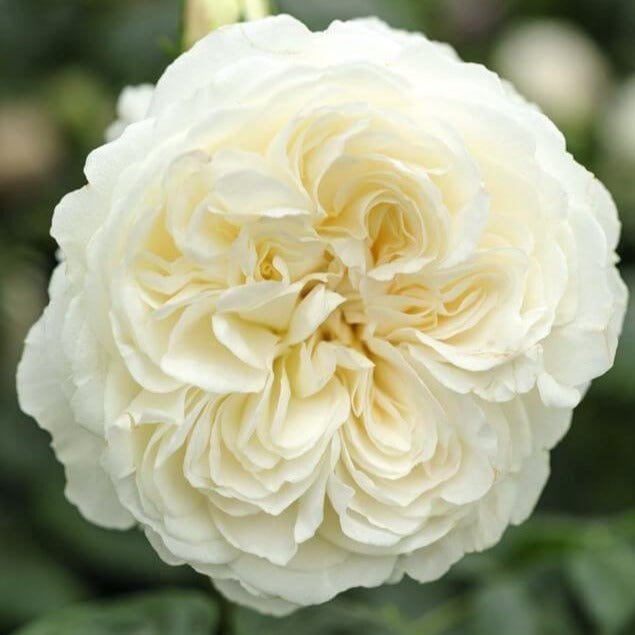 TRANQUILITY Trandafir floribunda