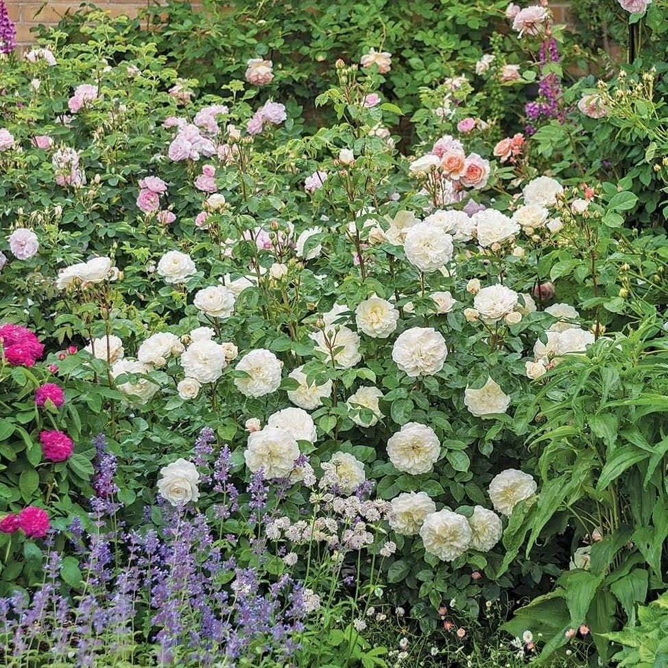 TRANQUILITY Trandafir floribunda