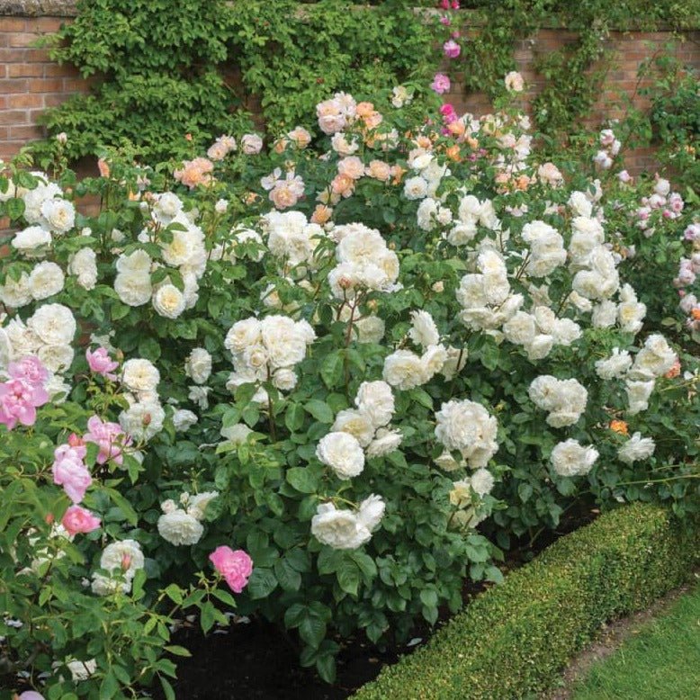 TRANQUILITY Trandafir floribunda