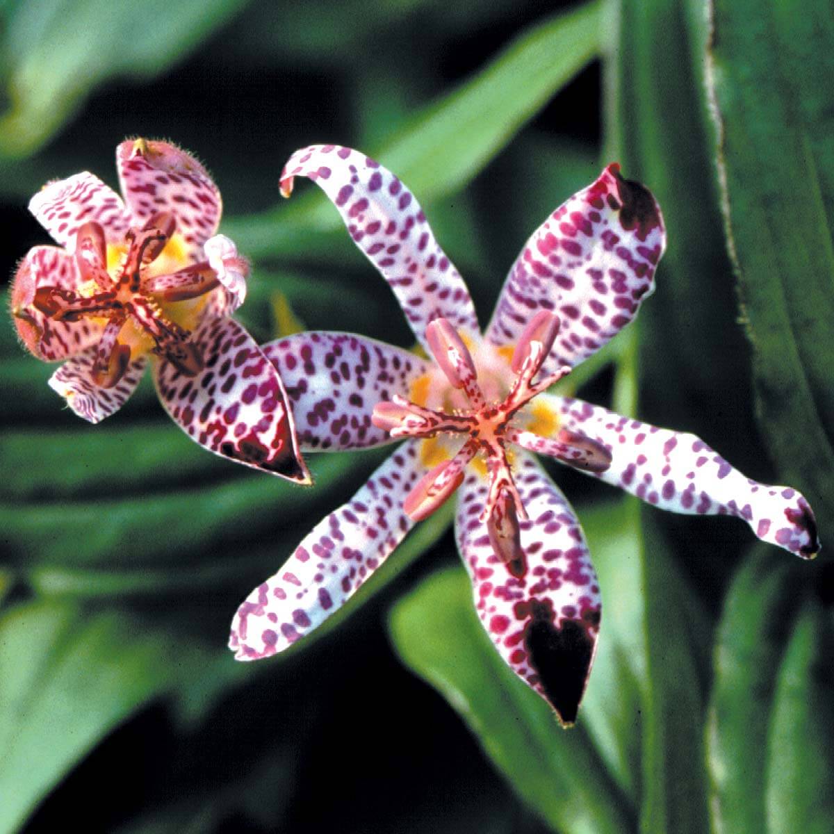 Tricyrtis Empress