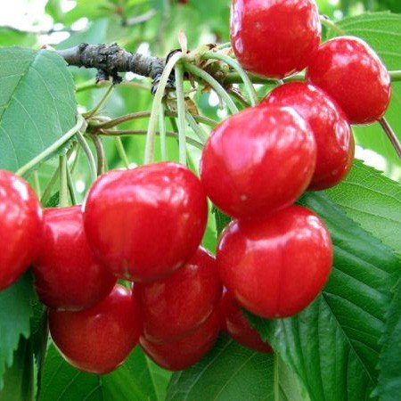 Visin CRISANE Visin de anul 2 - coroana proiectata