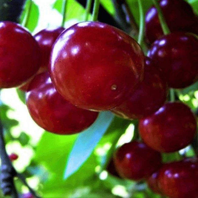 Visin METEOR Visin de anul 2 - coroana proiectata