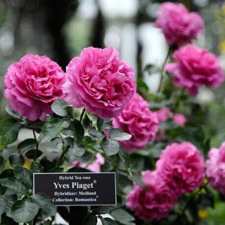 GPT. YVES PIAGET Trandafir urcator