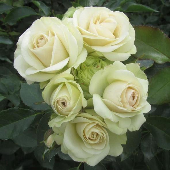 LOVELY GREEN Trandafir floribunda