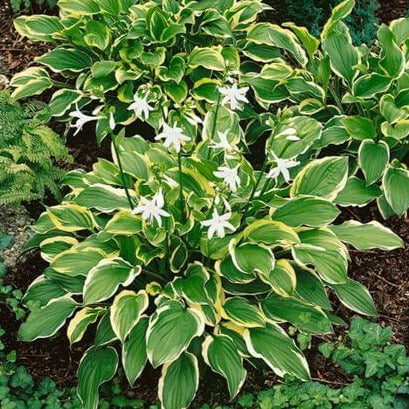 Hosta : SO SWEET - Pepiniera Jardina